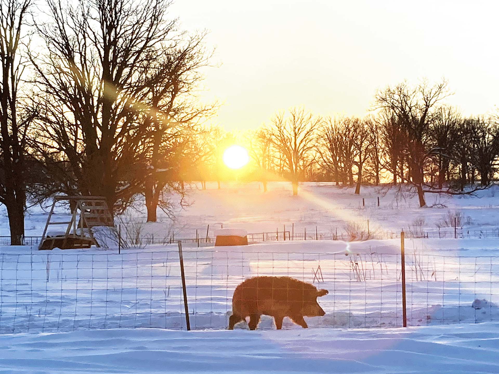 Mangalitsa Pigs on Pasture in Minnesota